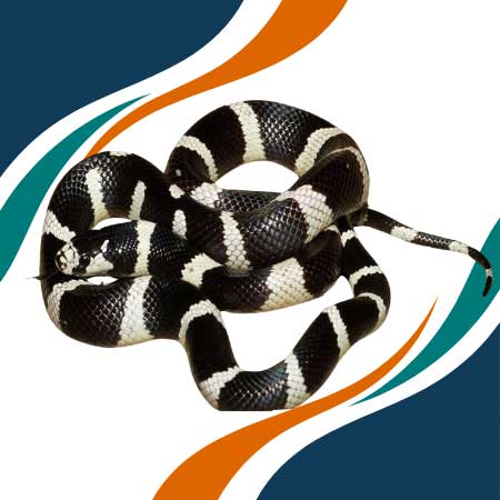 Serpiente