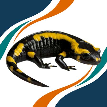 Salamandra tigre
