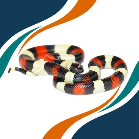 Falsa Coralillo