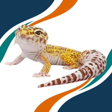 Gecko