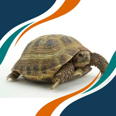 Tortuga
