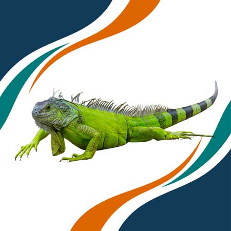 Iguana Verde
