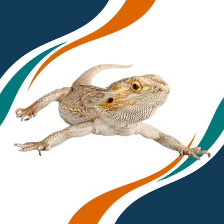 Dragón Barbudo