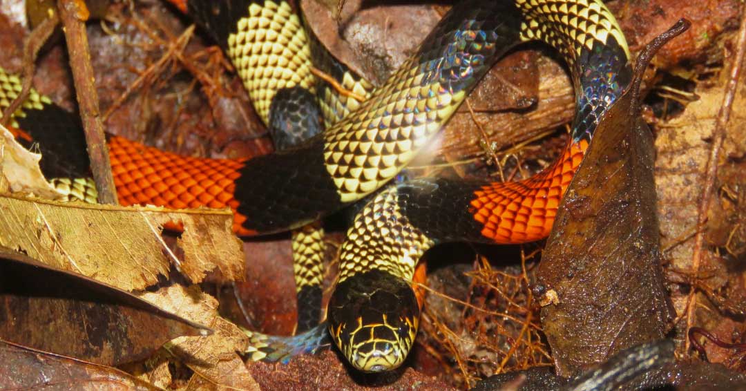 Serpiente coral