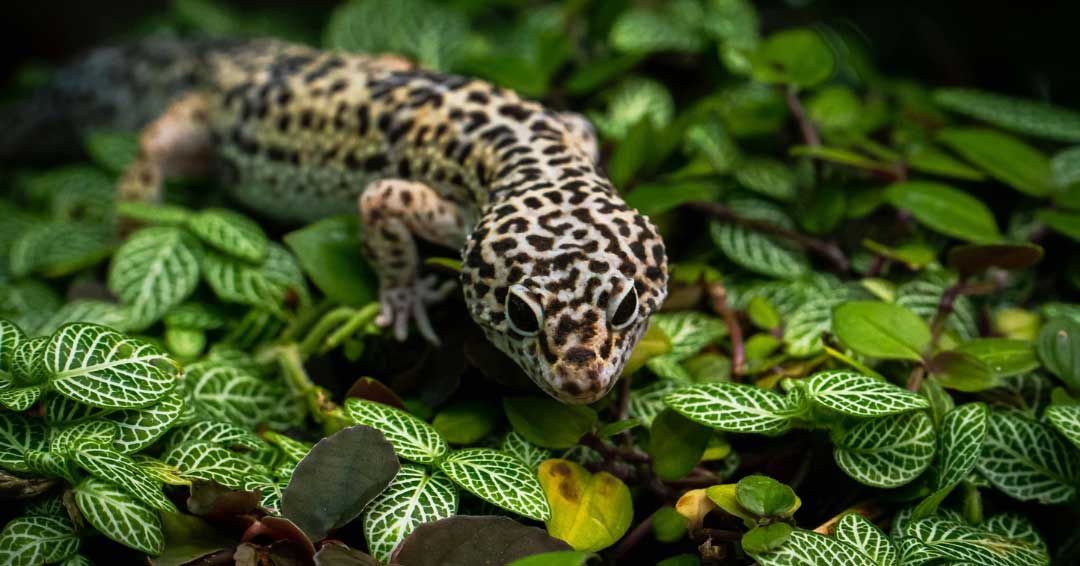Gecko leopardo