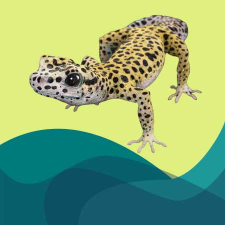 Tu primer reptil