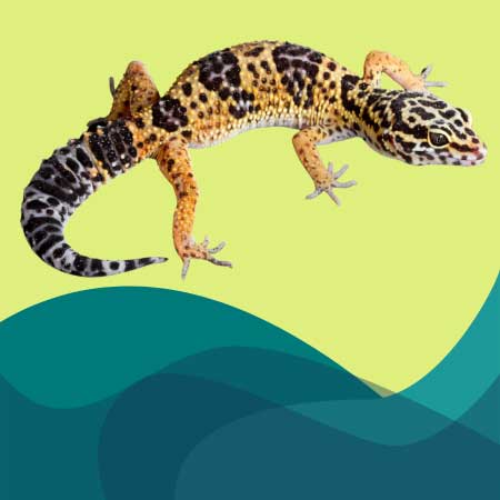 Gecko leopardo